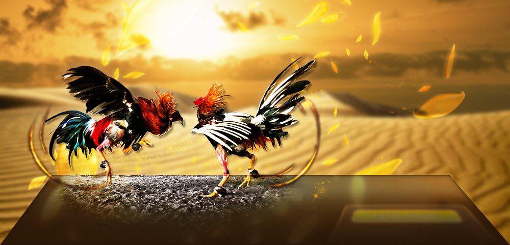 เว็บแทงไก่ชนออนไลน์